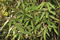 Actinodaphne salicina